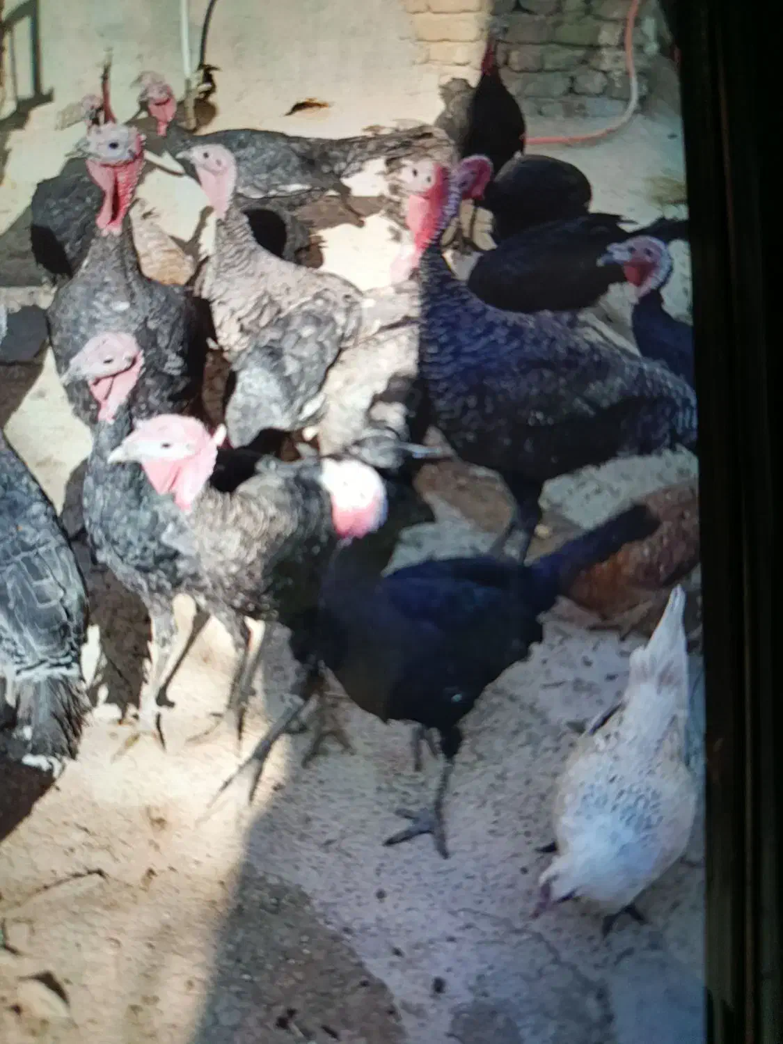 بوقلمون|حیوانات مزرعه|نورآباد, |دیوار