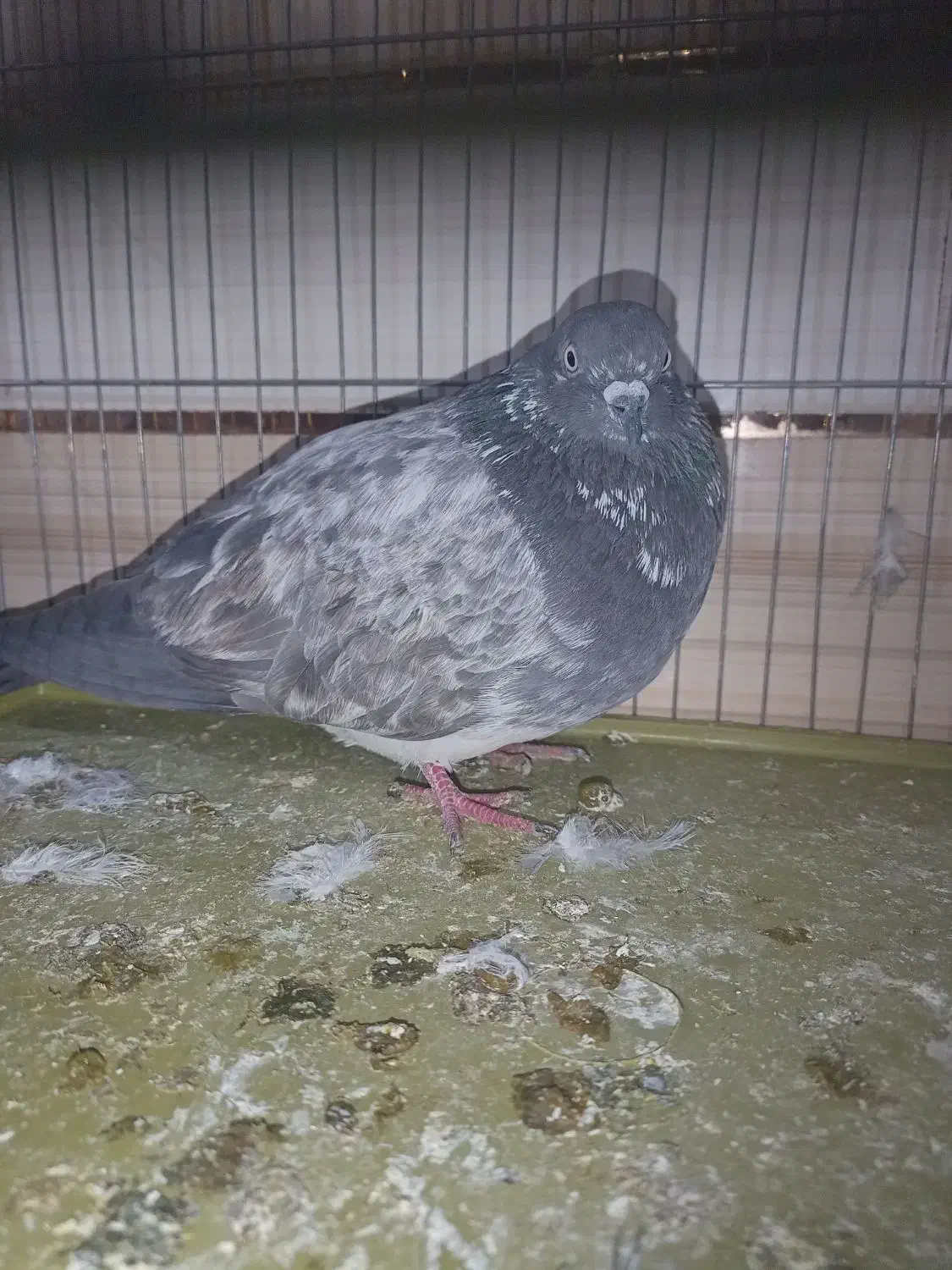 کبوتر|حیوانات|ایرانشهر, |دیوار