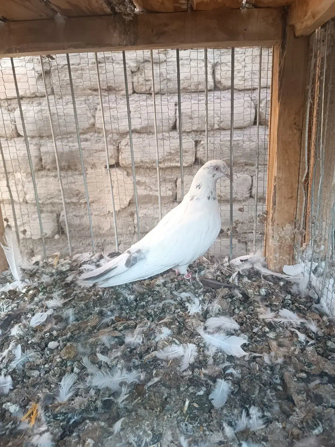 جوجه مفلق|پرنده|کاشان, پشت شهربانی|دیوار