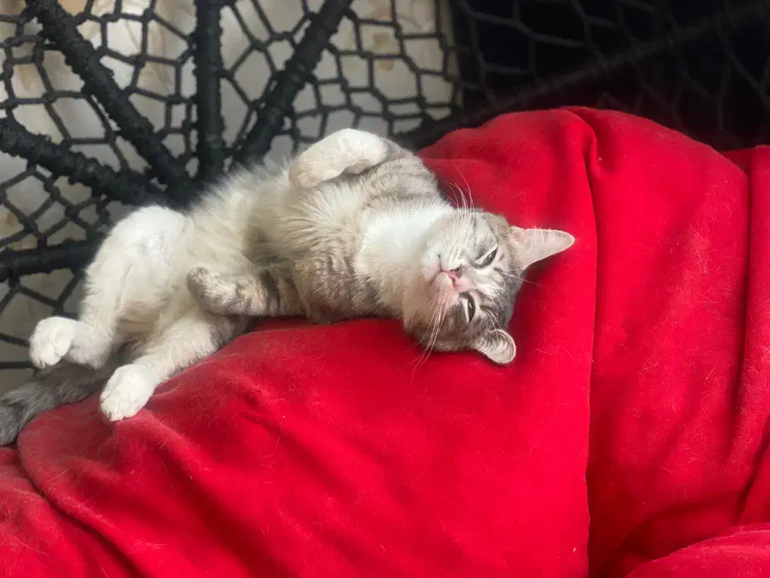 گربه|گربه|کرج, ساماندهی|دیوار