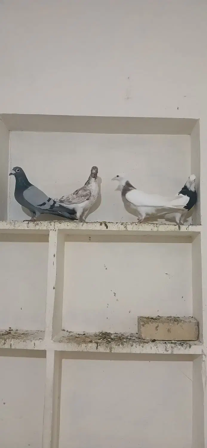 کبوتر پرشی|پرنده|جلگه شوقان, |دیوار