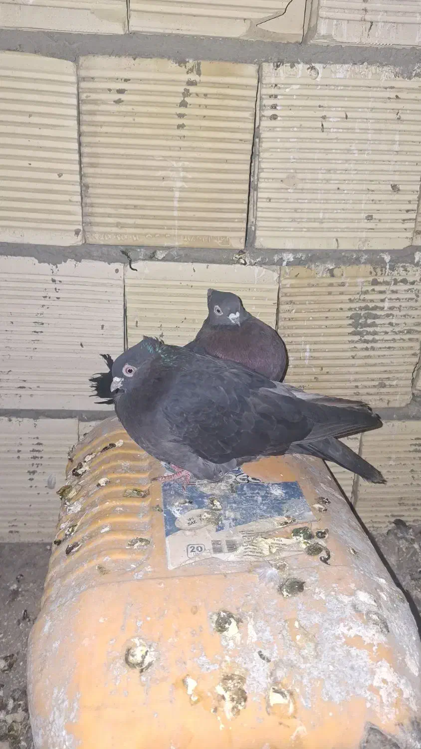 کبوتر|پرنده|فارسان, |دیوار