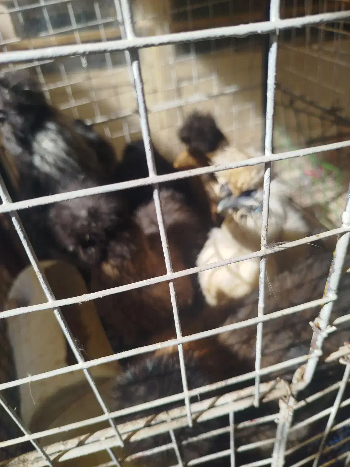 اجتماعی|ماهی|شوشتر, |دیوار