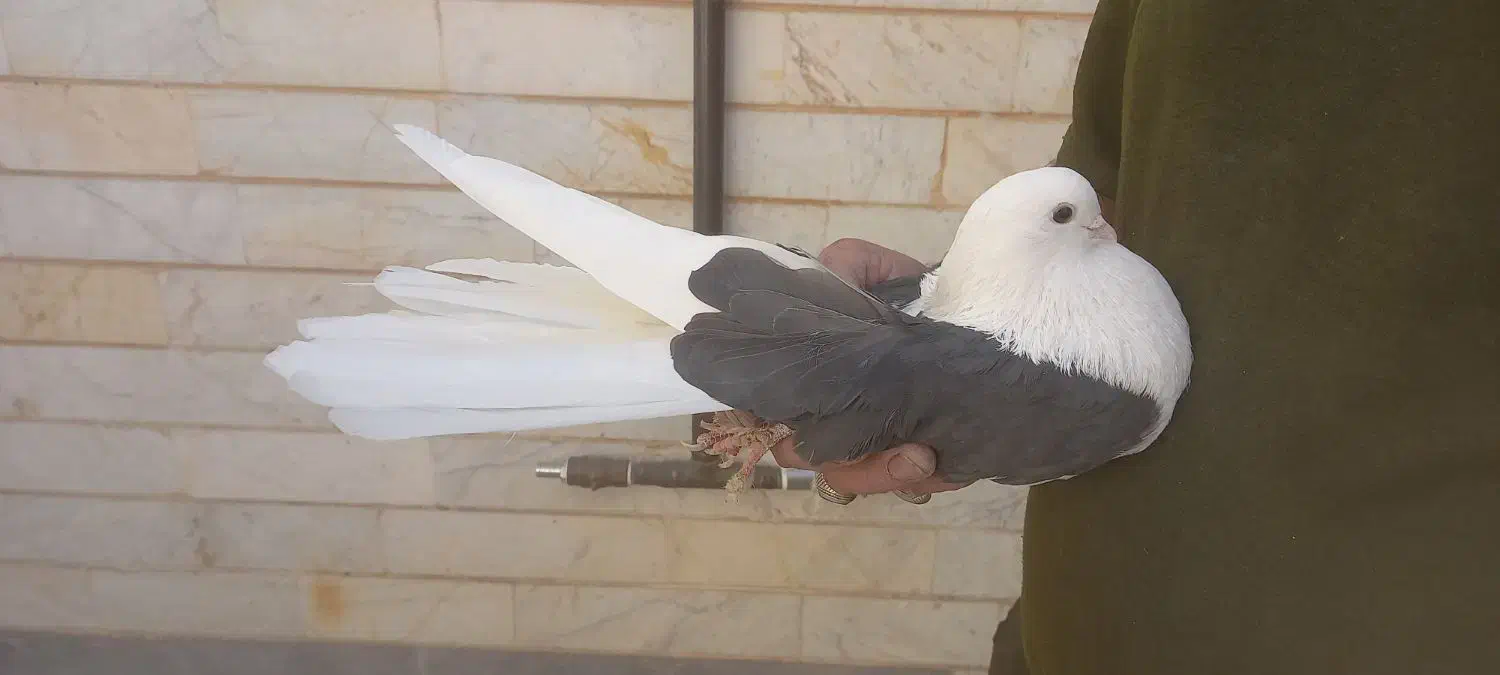 کبوتر|پرنده|شاهرود, |دیوار