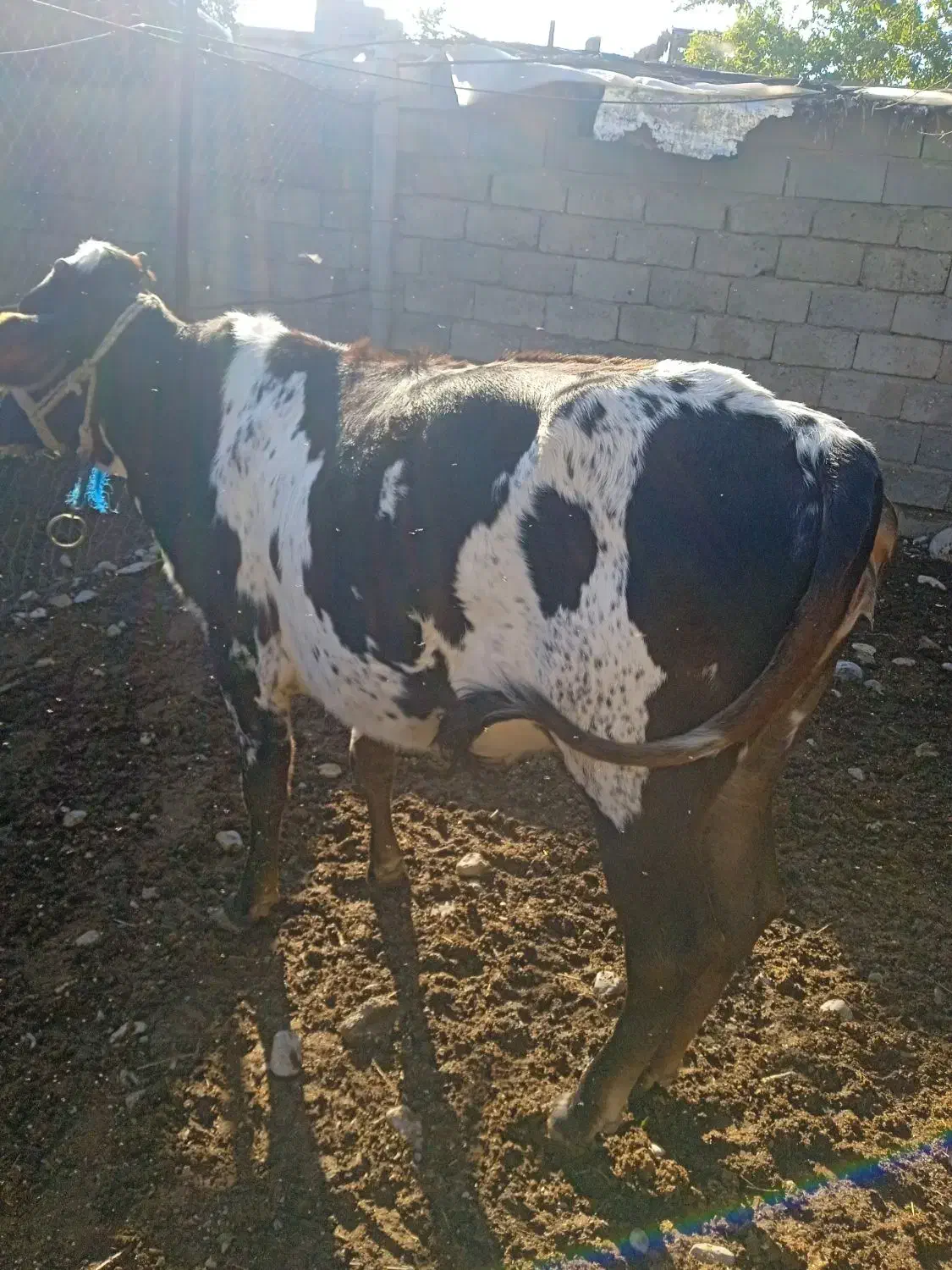 گاو|حیوانات مزرعه|تخت, |دیوار