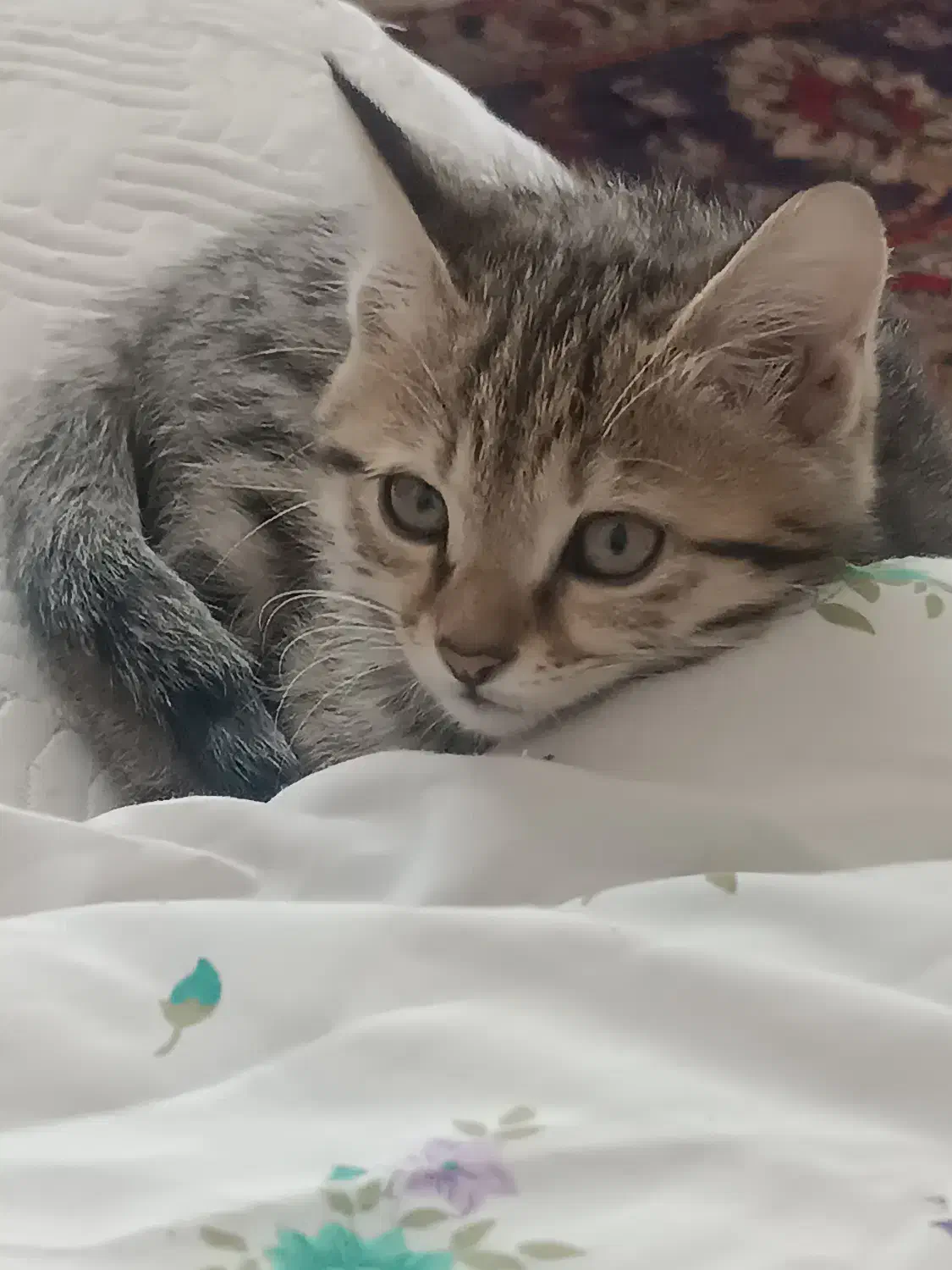 گربه|گربه|زنجان, |دیوار