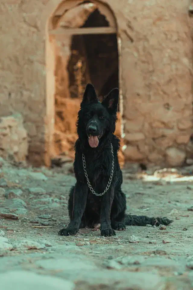 ژرمن بلک اصیل|سگ|شیراز, شهرک مهرگان|دیوار