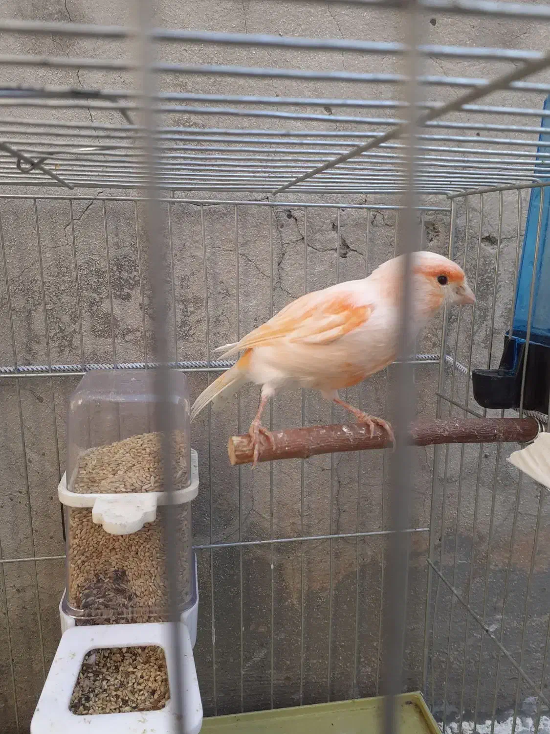 قناری ماده یک ساله|پرنده|دینور, |دیوار