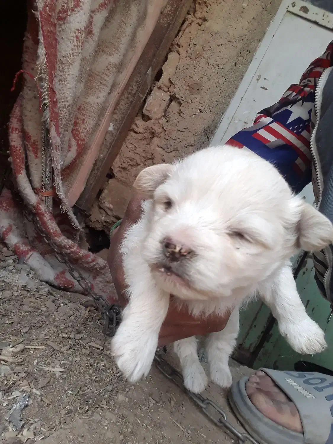 توله پاکوتاه|سگ|کنگاور, |دیوار