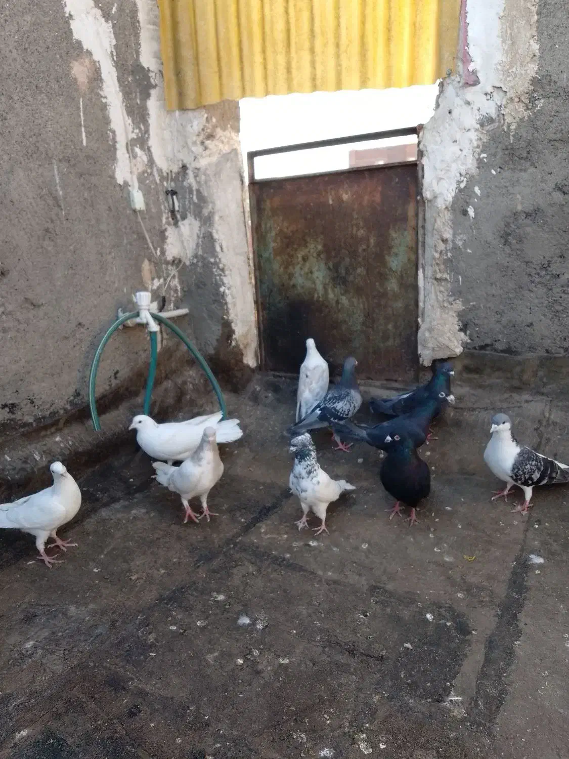 ۱۰تا کفتر|پرنده|مشهد, محمدآباد|دیوار