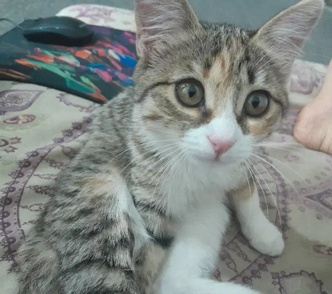 واگذاری گربه خانگی|گربه|اردکان, |دیوار