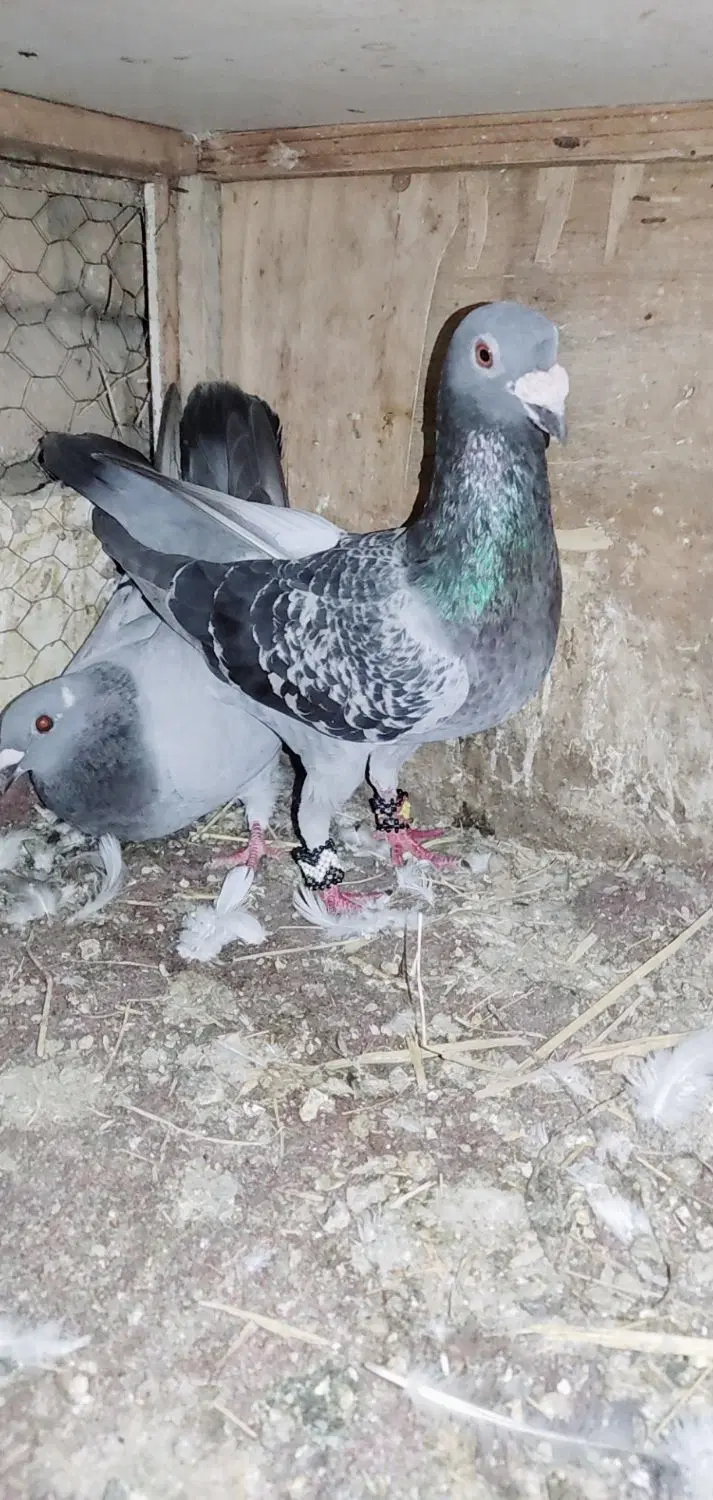 مسافتی|پرنده|کلاله, |دیوار