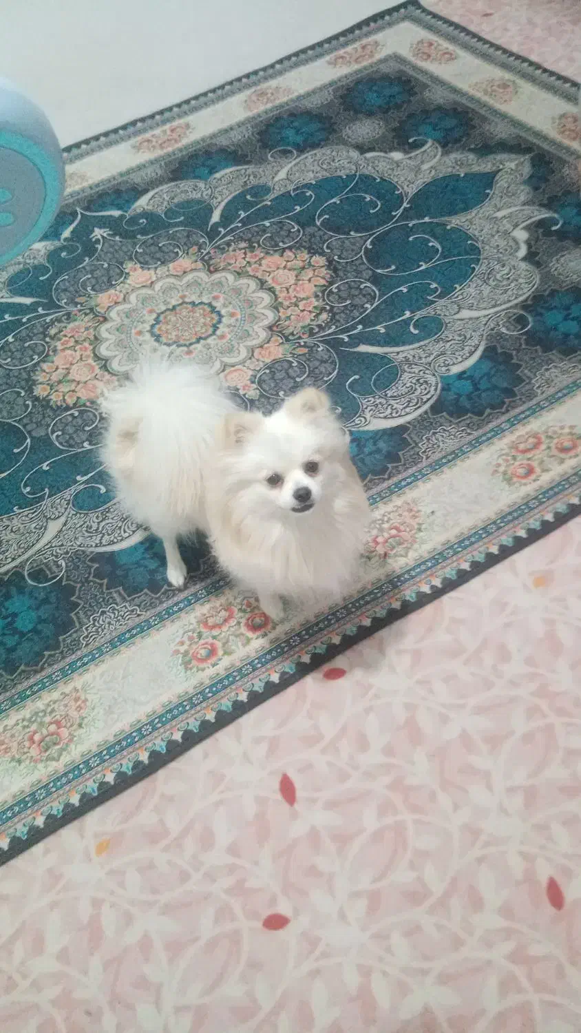 فروش توله 1سال ونیمه پامرخرسی اصل نژاددار|سگ|شیراز, شهرک بهشتی|دیوار