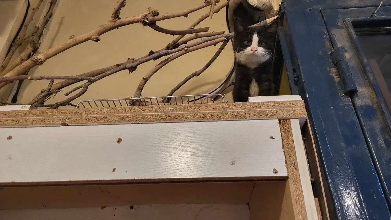 گربه کوچیک|گربه|تهران, هلال احمر|دیوار