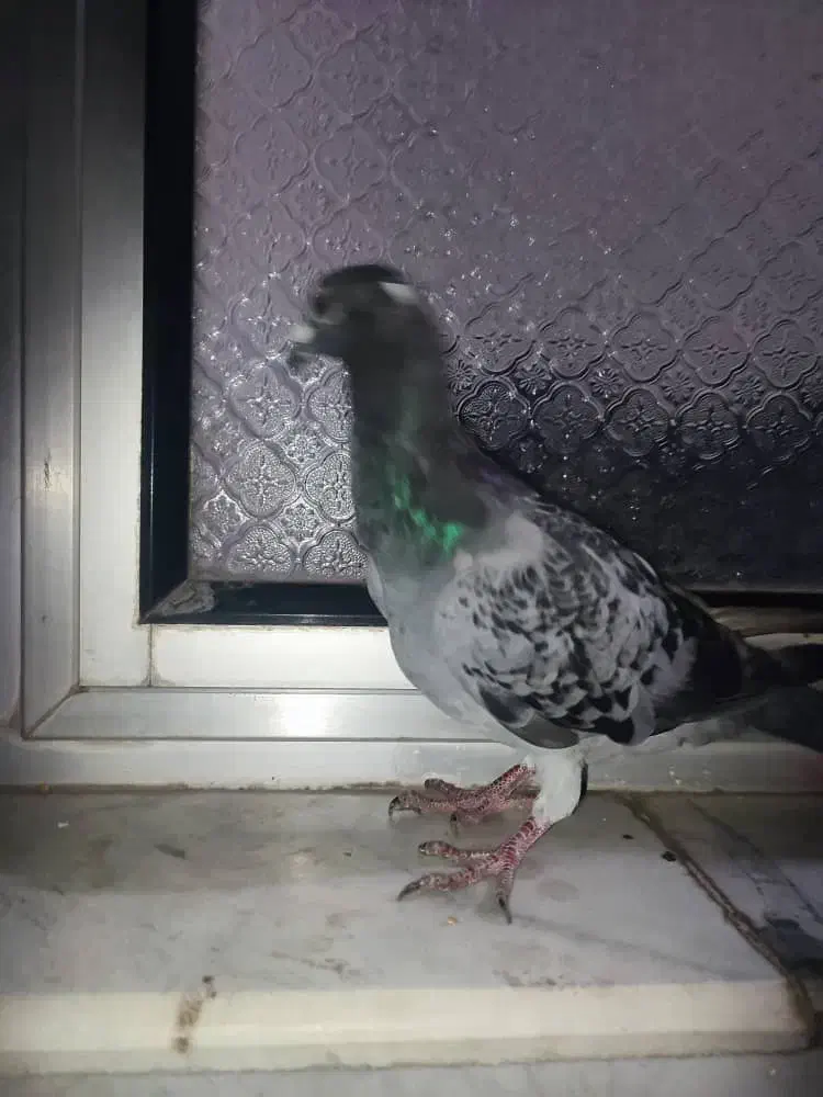 کبوتر مسافتی|پرنده|خوی, |دیوار