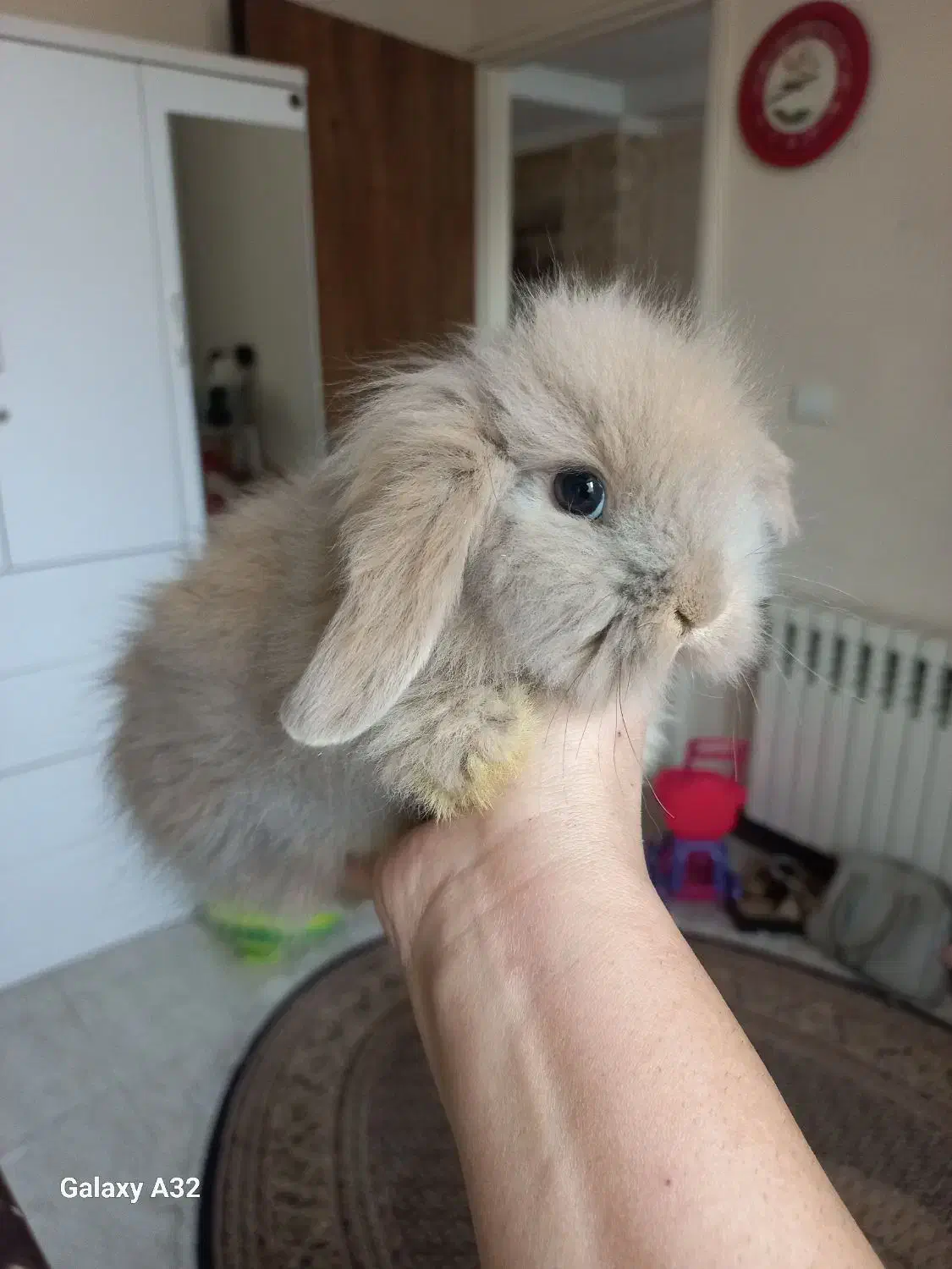 خرگوش مینی لوپ نسکافه ای|موش و خرگوش|کرج, کرج نو|دیوار