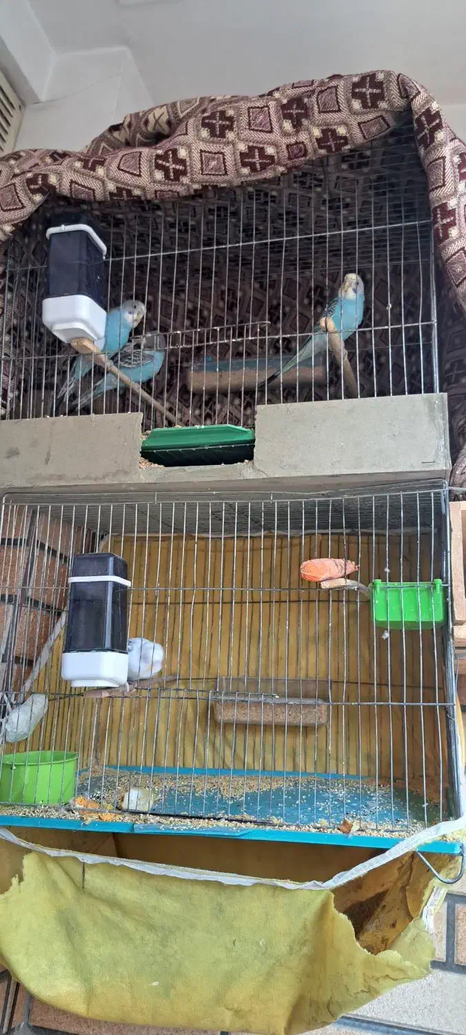 مرغ عشق ۴ عدد به همراه ۴ تا قفس الهیه|پرنده|اسلام‌شهر, شهرک انبیا|دیوار