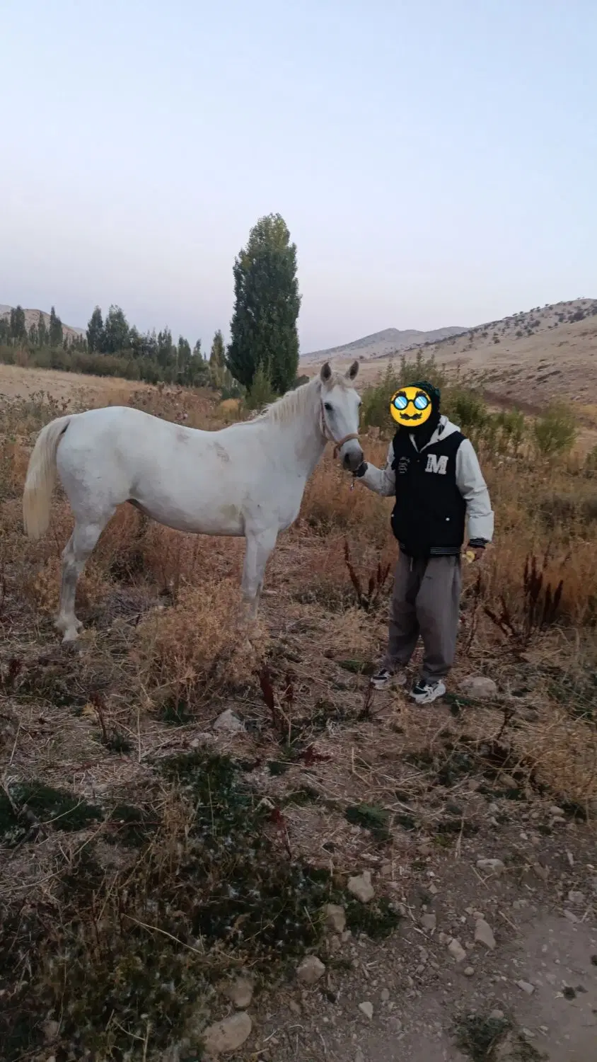 اسب|اسب و تجهیزات اسب‌سواری|نورآباد ممسنی, |دیوار
