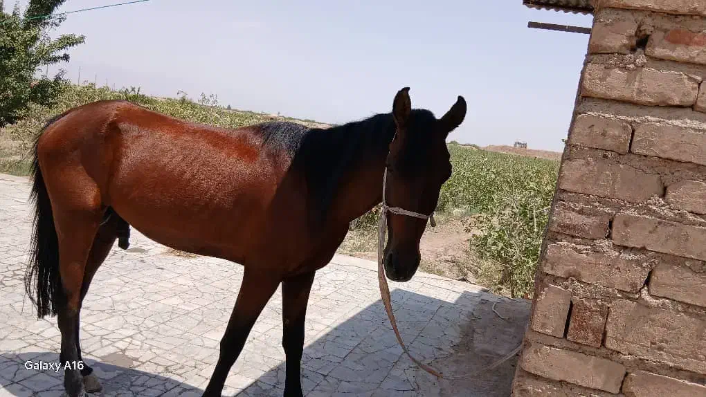 اسب دره شور|اسب و تجهیزات اسب‌سواری|رفسنجان, |دیوار