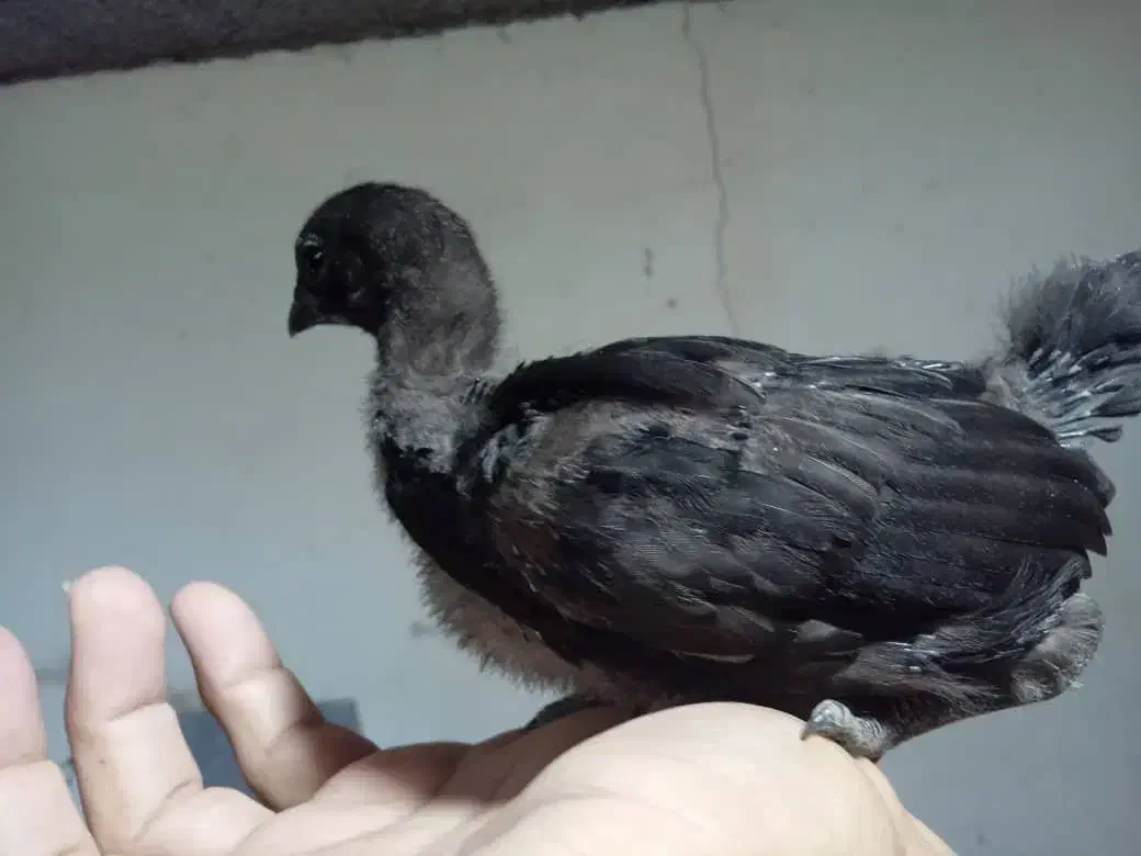 جوجه آیام سمانی|حیوانات مزرعه|رضوانشهر, |دیوار