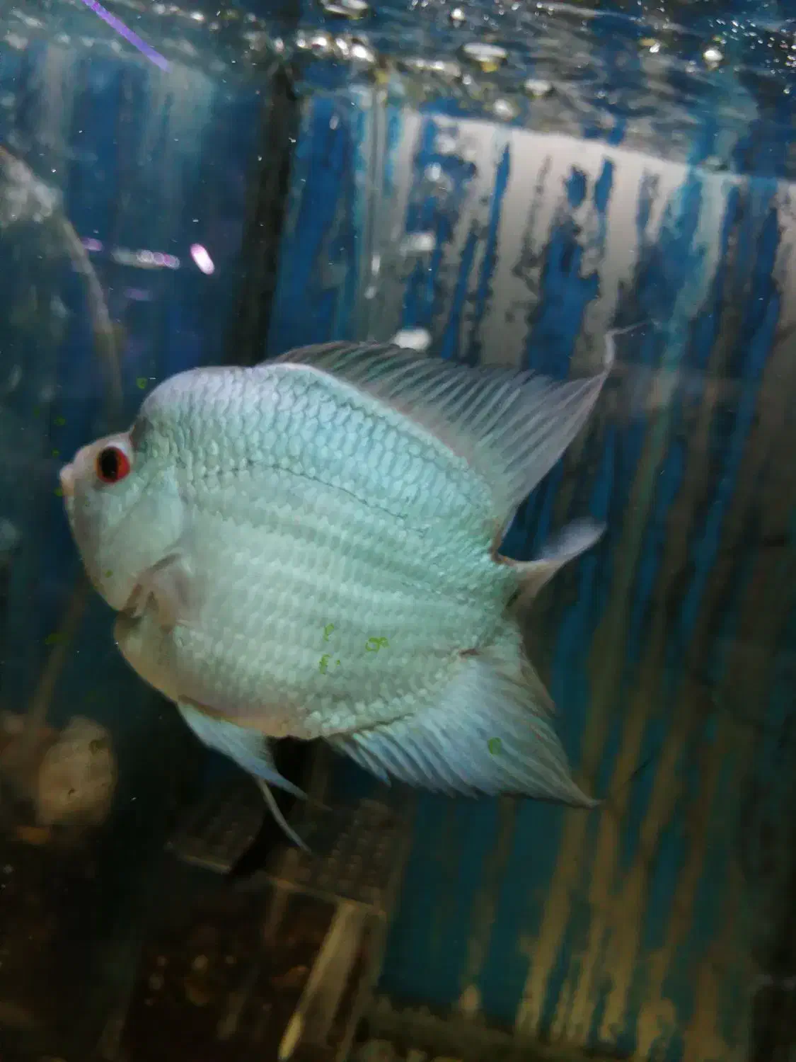 ماهی فلاور|ماهی|قزوین, |دیوار