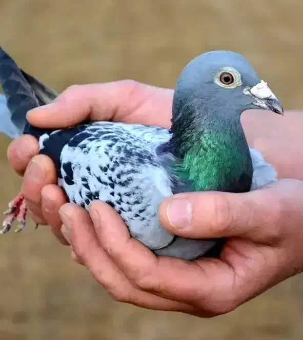 دیلر مگس اصل|پرنده|هشتگرد, گلسار|دیوار