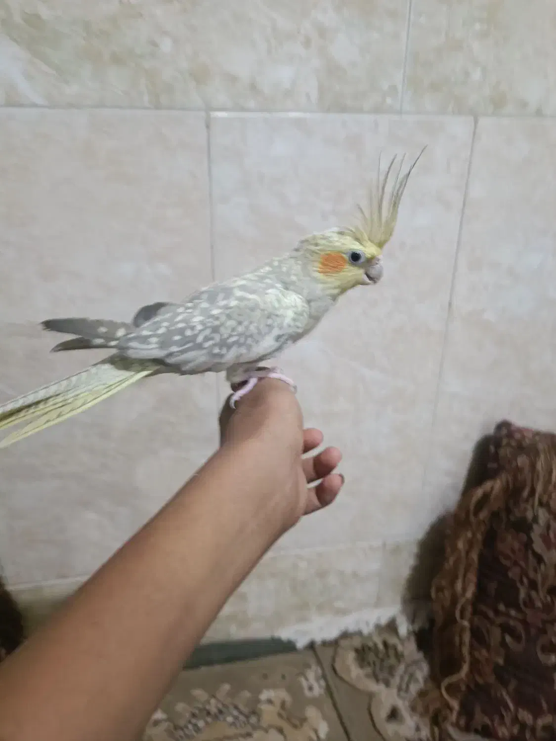 عروس هلندی|پرنده|زاهدان, |دیوار