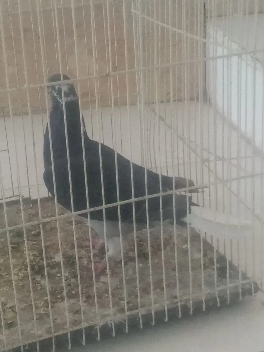 آلمانی دم سفید|پرنده|تربتحیدریه, رضاشهر|دیوار