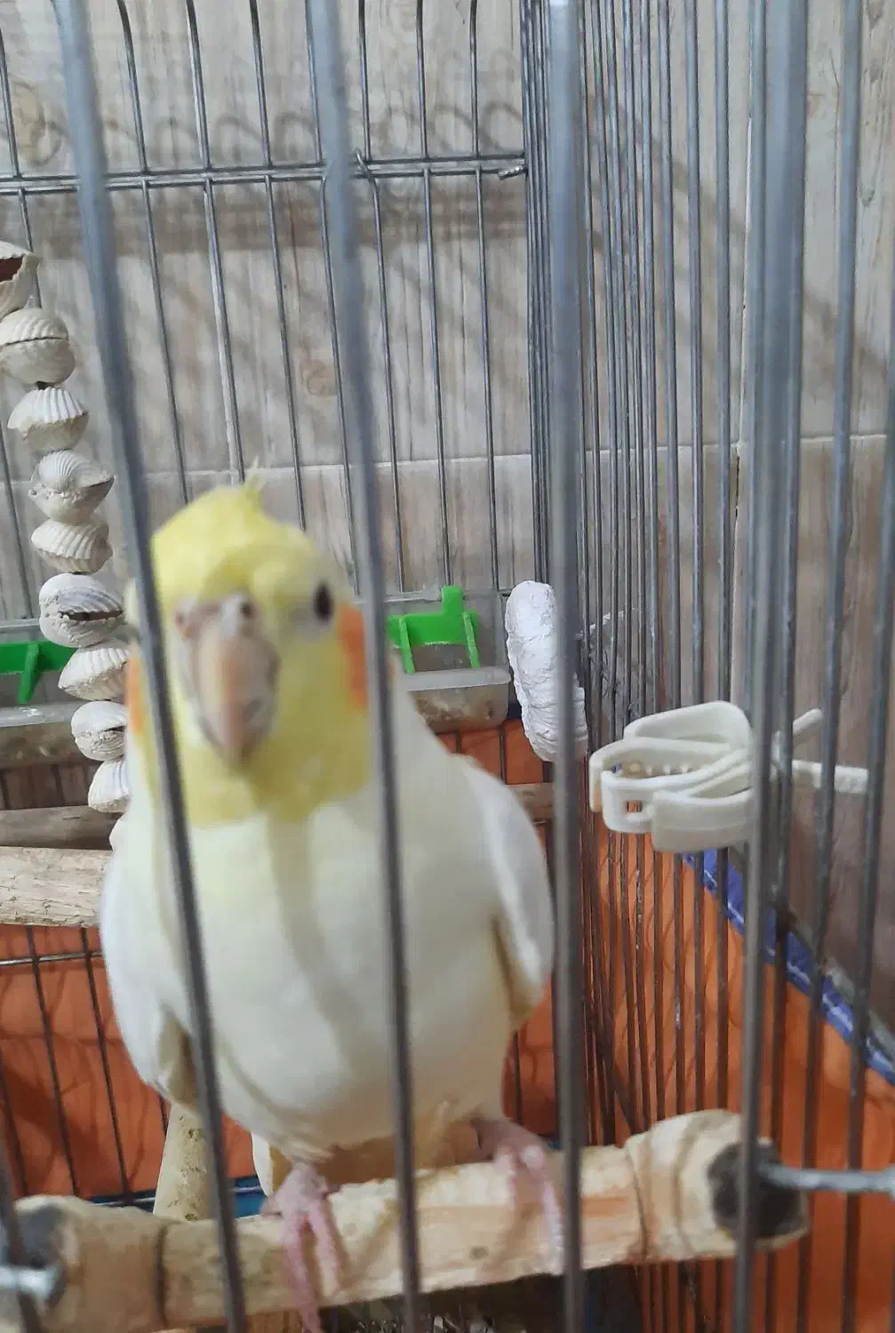 عروس هلندی|پرنده|کبودرآهنگ, |دیوار