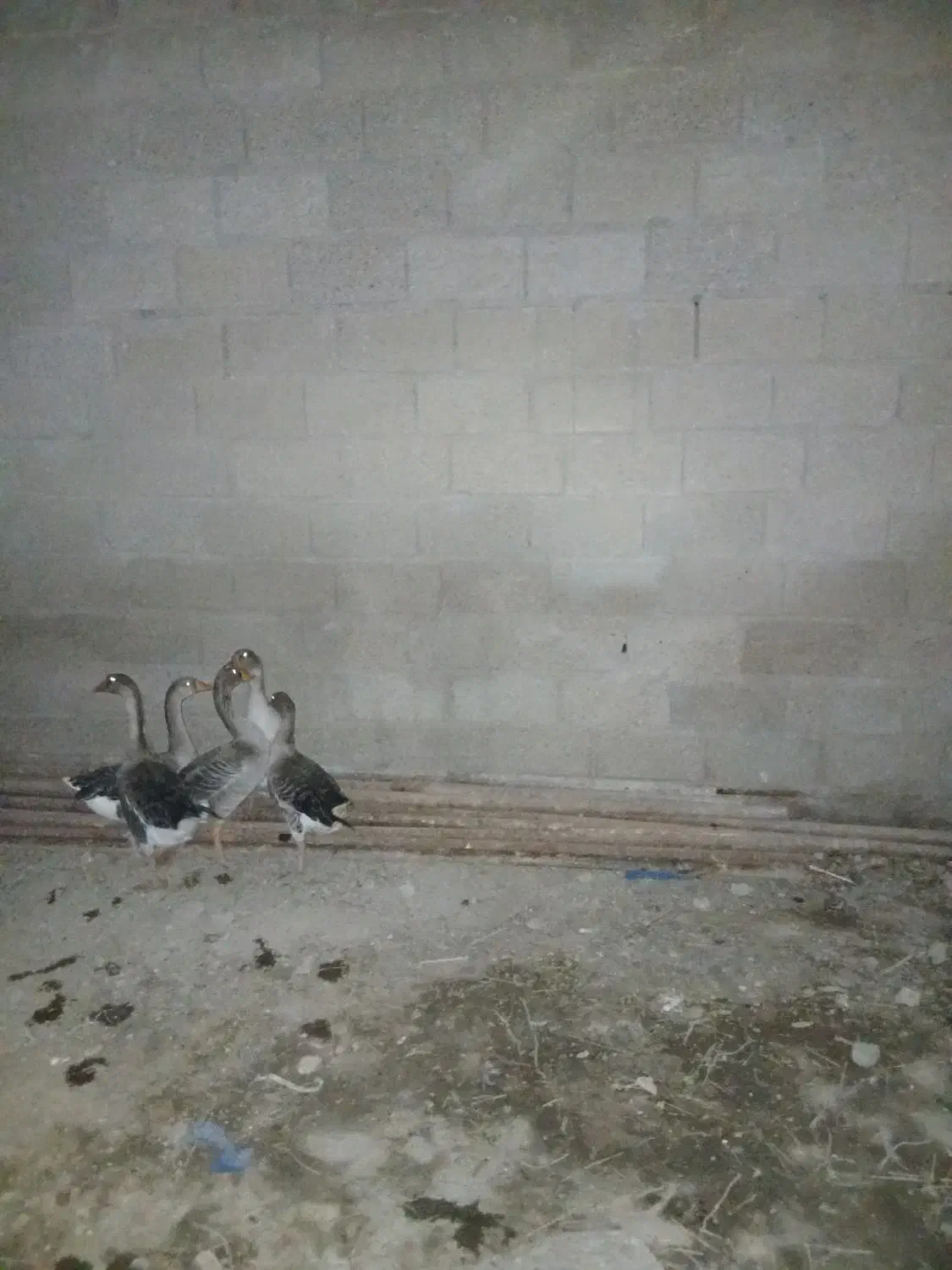 شادگان|حیوانات مزرعه|شادگان, |دیوار