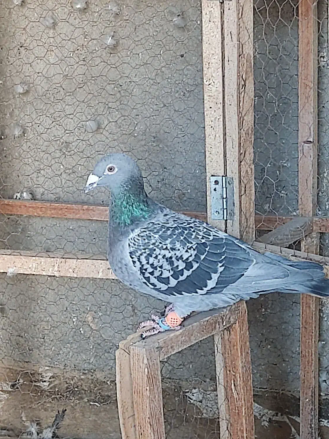 جفت کبوتر مسافتی|پرنده|زهک, |دیوار