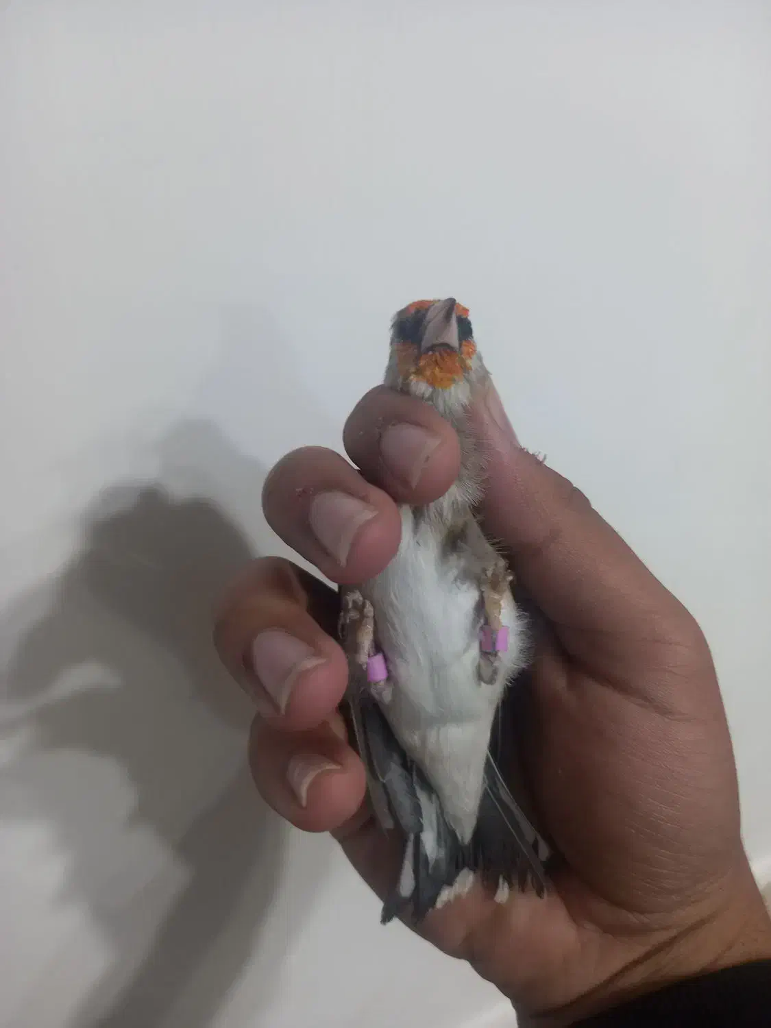 سهره|پرنده|بیرجند, |دیوار