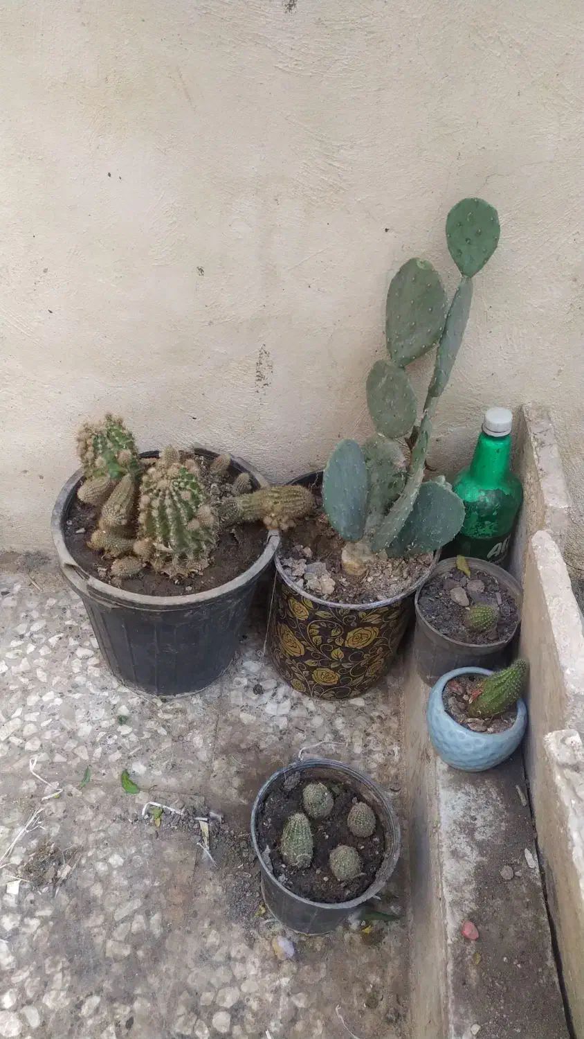 گیاه کاکتوس توافق یا معاوضه باگیاه آپارتمان و...|گل و گیاه طبیعی|قم, آذر (نکویی)|دیوار