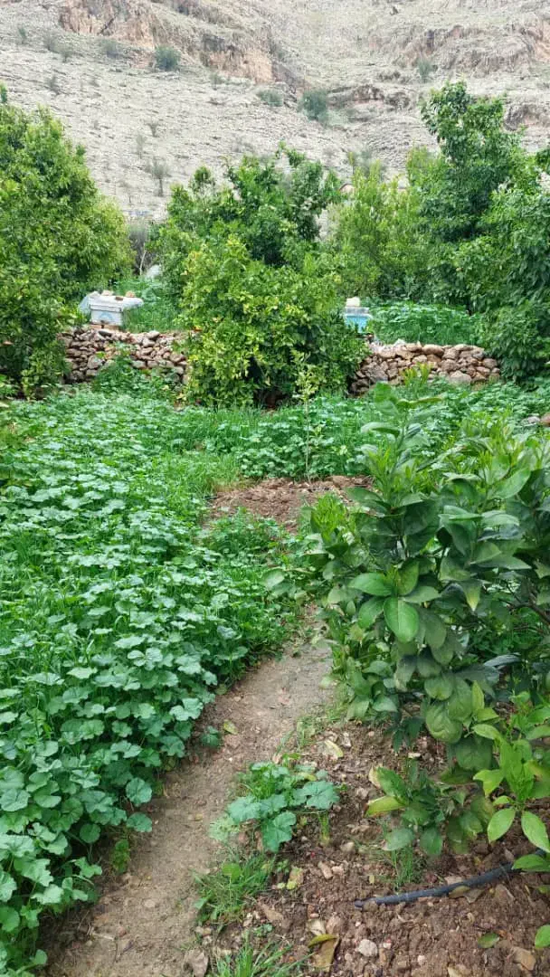 فروش ومعاوضه زمین و ملک|فروش زمین و ملک کلنگی|یاسوج, |دیوار