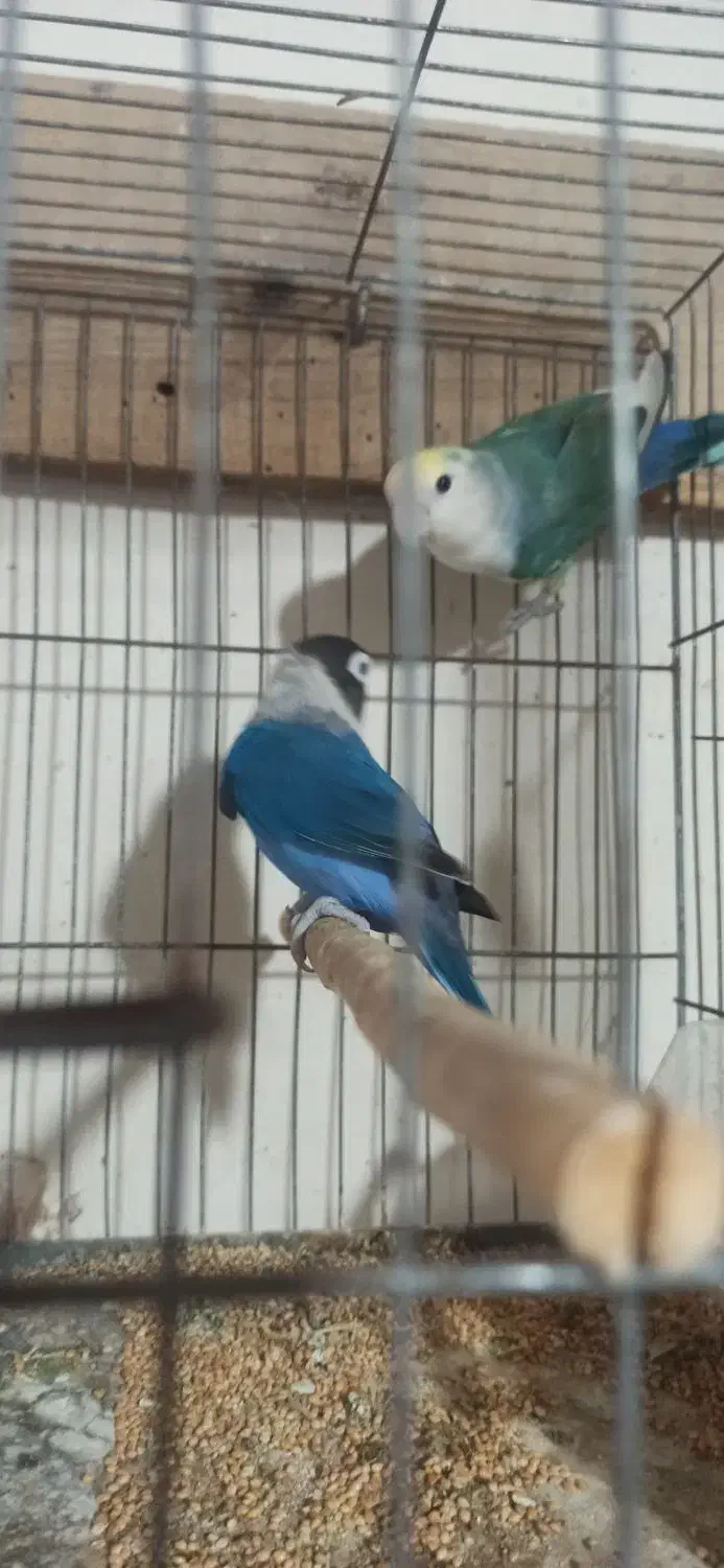 جفت کوتوله یرزیلی|پرنده|قائم‌شهر, |دیوار