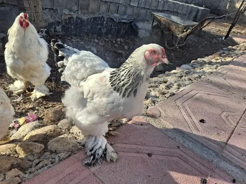 مرغ خروس ۵تا|حیوانات مزرعه|کرمانشاه, |دیوار