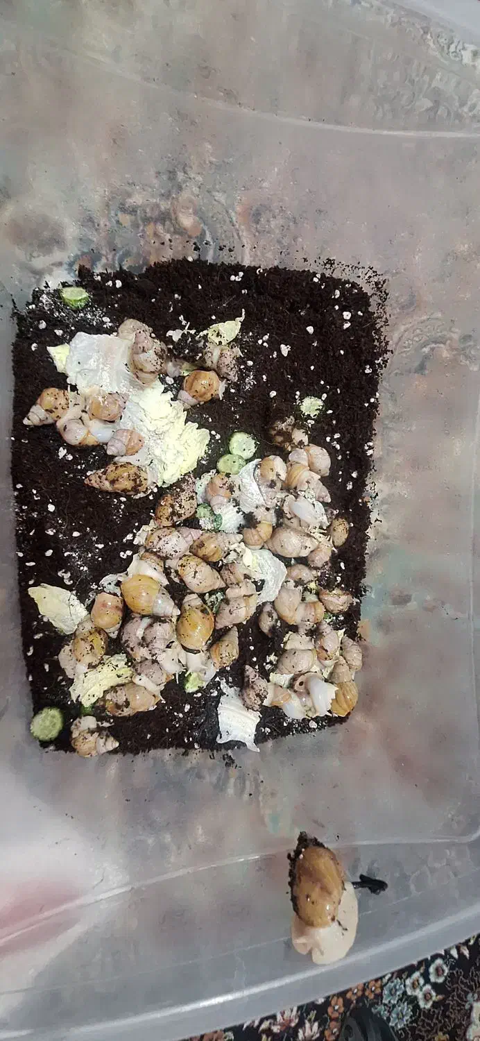 حلزون پیش مولد|خزنده|تهران, شهرک ولیعصر شمالی|دیوار