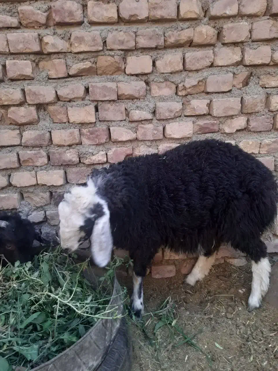 بره ماده کموری|حیوانات مزرعه|سربیشه, |دیوار