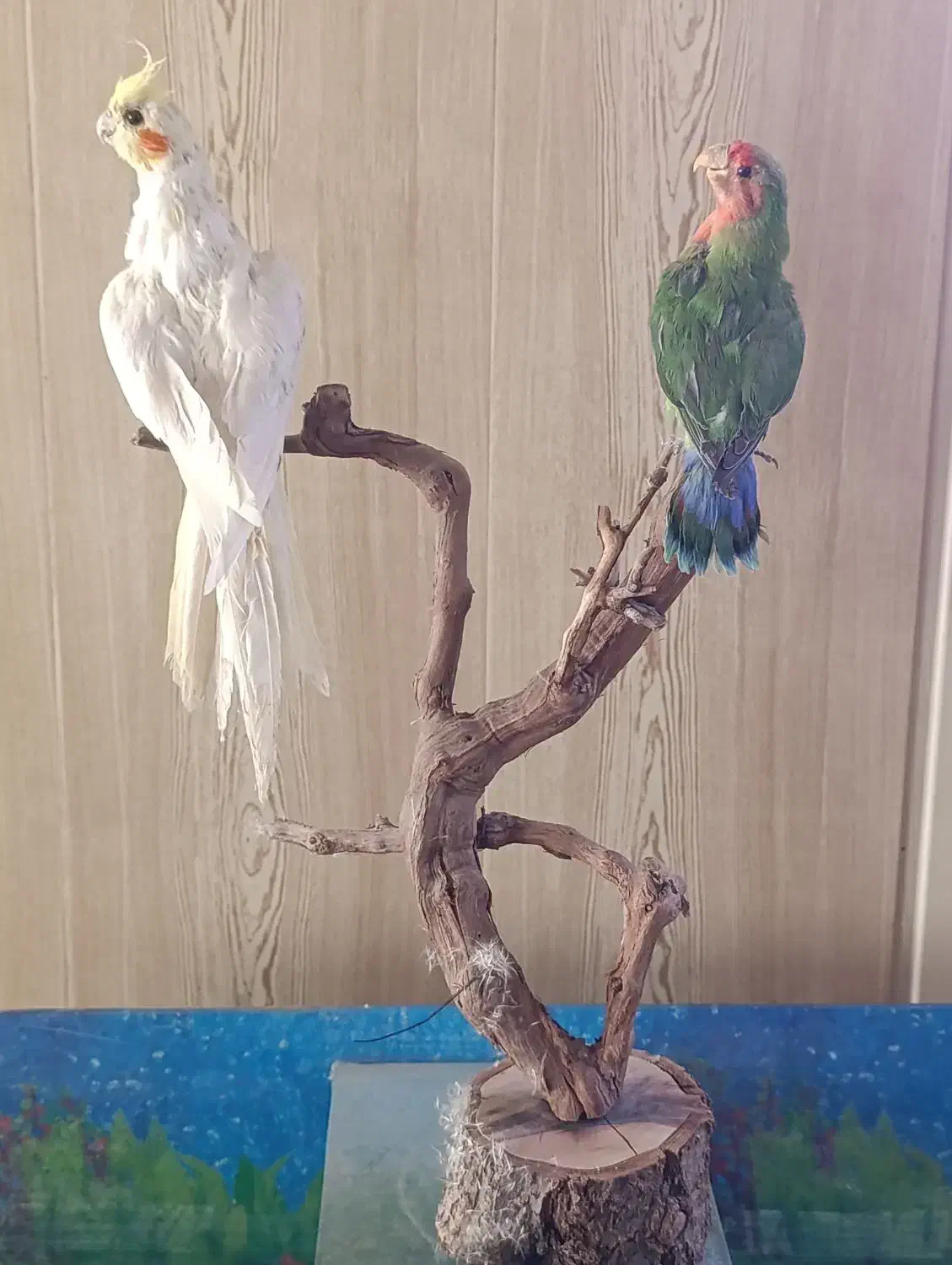 مجسمه|مجسمه، تندیس، ماکت|نیشابور, گنبد سبز|دیوار