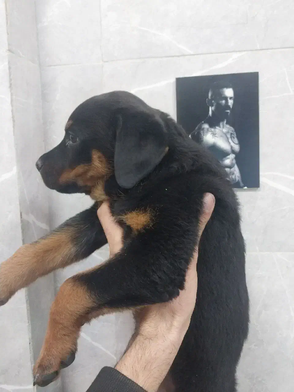 روتوایلر ماده فوری|سگ|فردیس, فردیس|دیوار