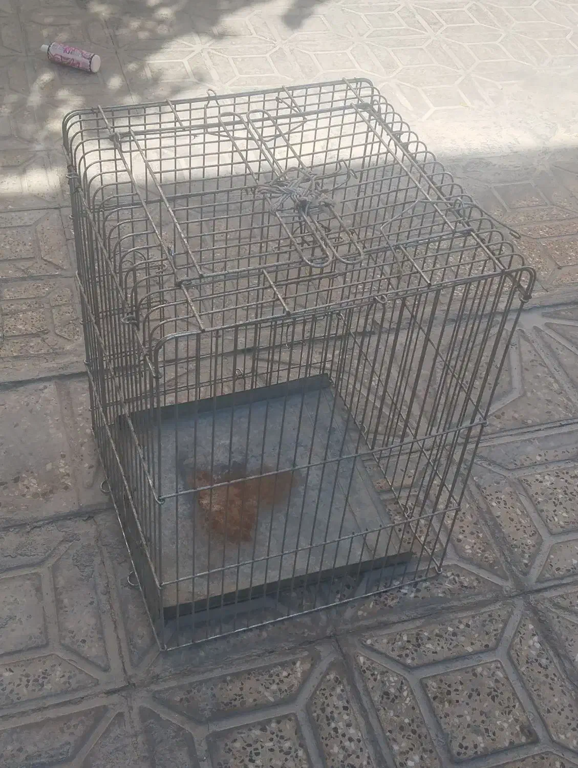 قفس طوطی|لوازم جانبی حیوانات|ایلام, |دیوار