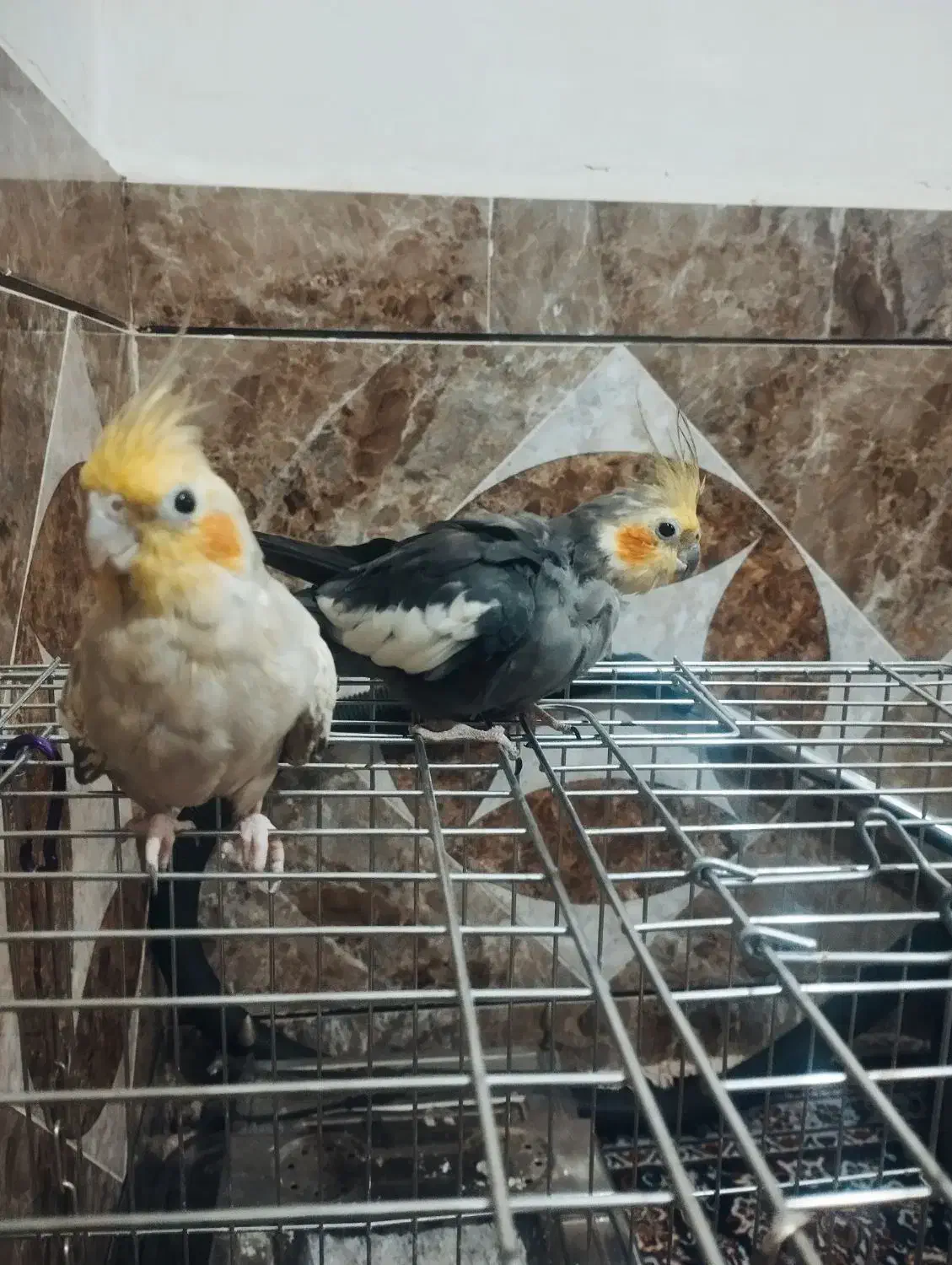 جفت عروس هلندی شرط مولد نر دستی ۳تا تخم هم دارن|پرنده|شوش, |دیوار