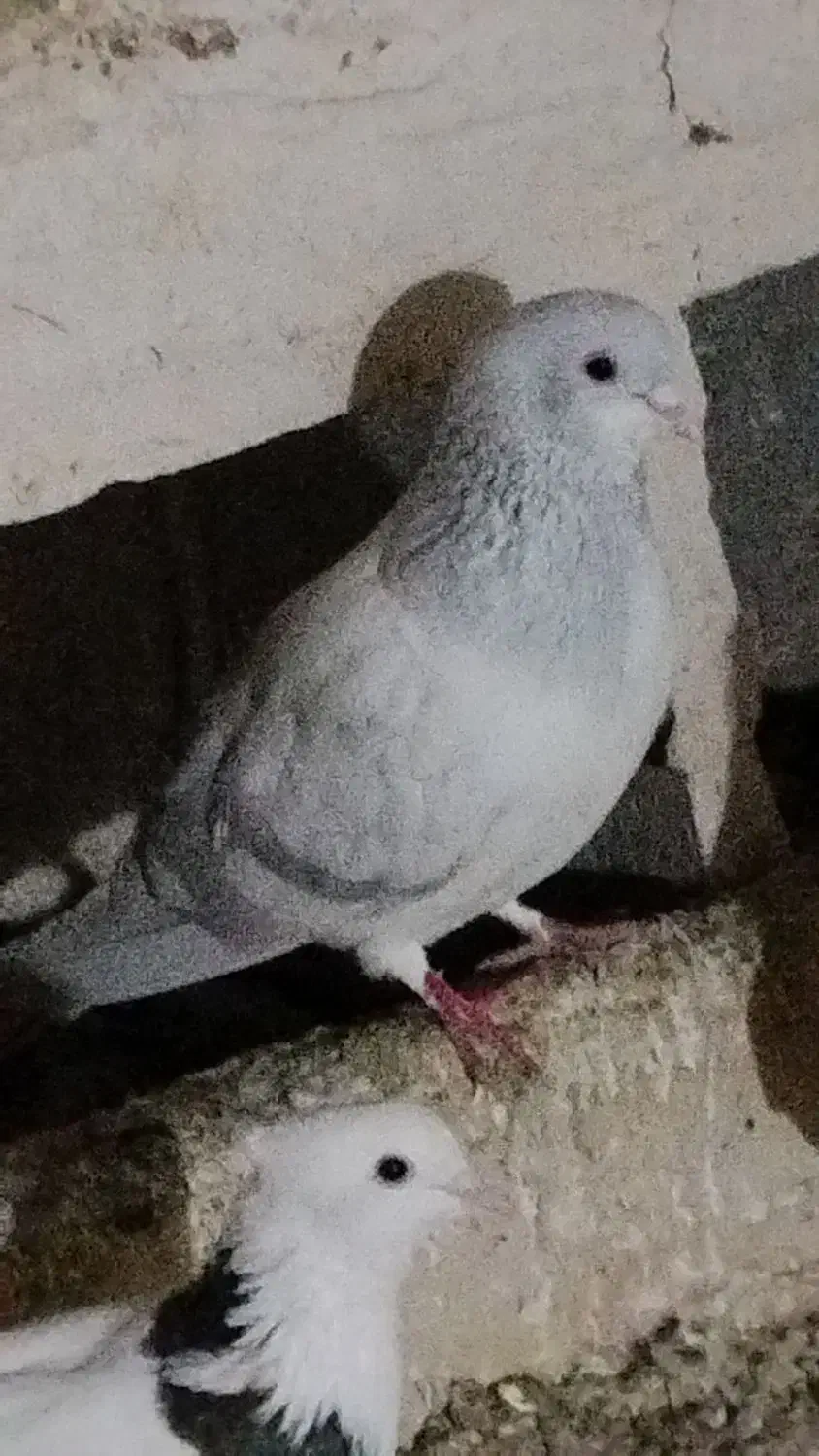 گوش|پرنده|بناب, |دیوار