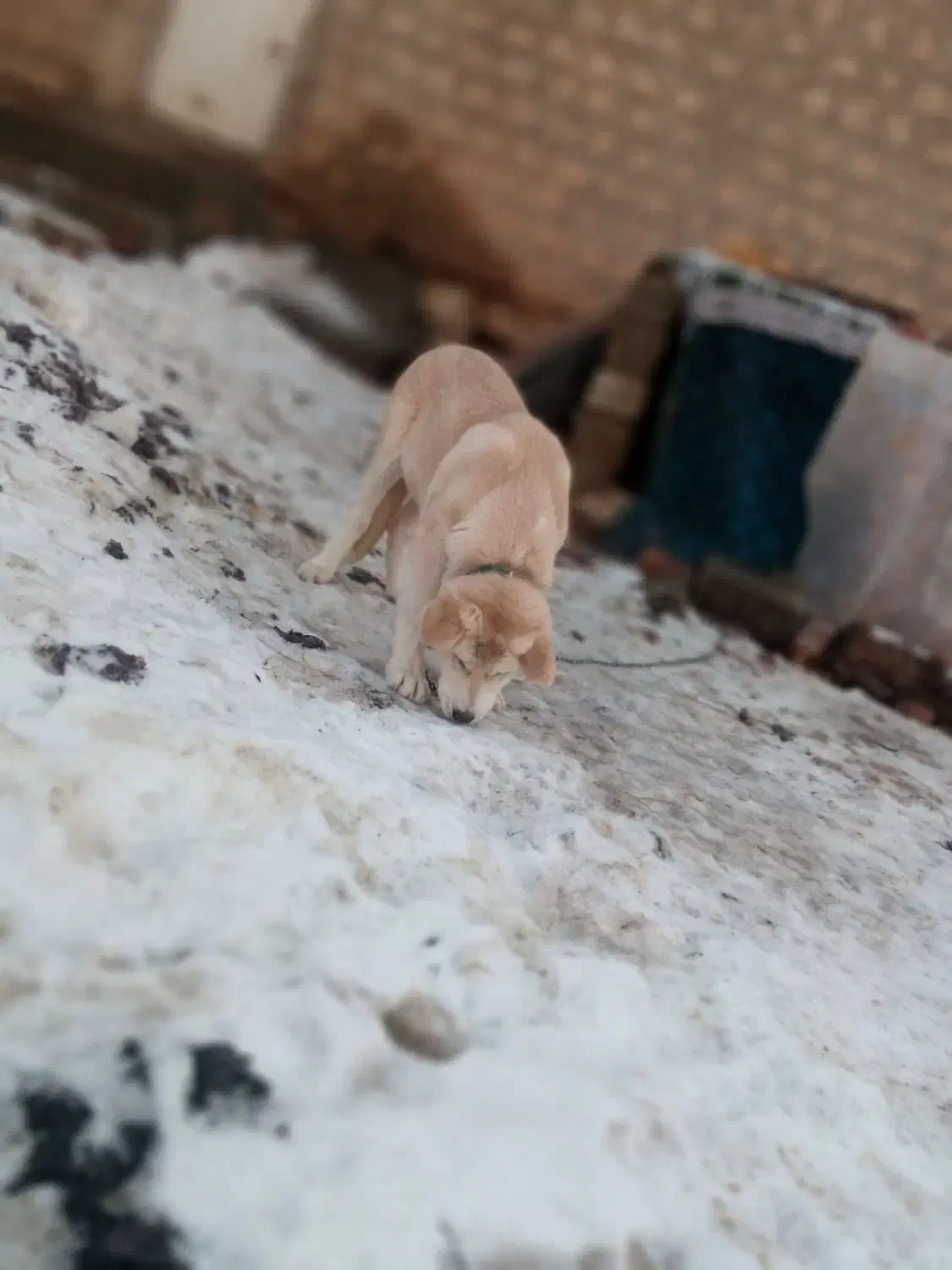 توله پژدر ماده|سگ|میاندوآب, |دیوار