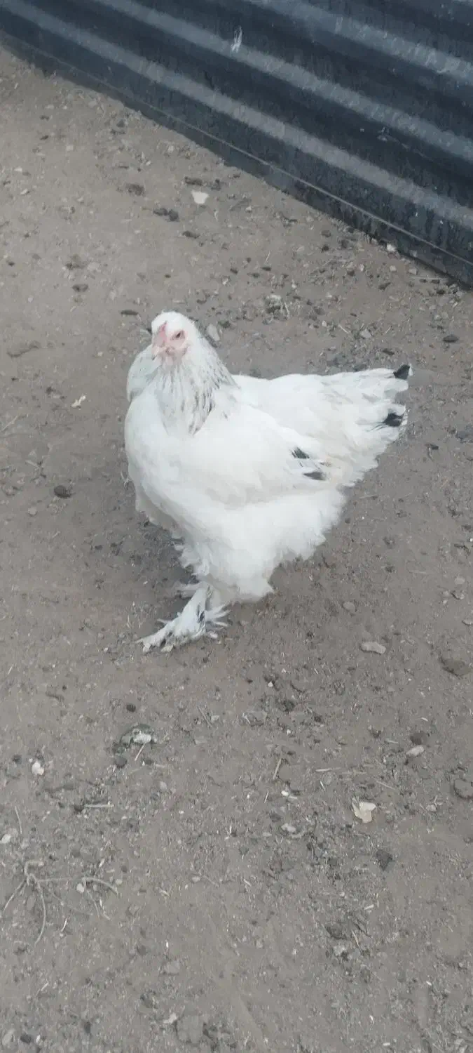 مرغ برهما معاوضه با بوقلمون وکبوتر|حیوانات مزرعه|بوکان, |دیوار