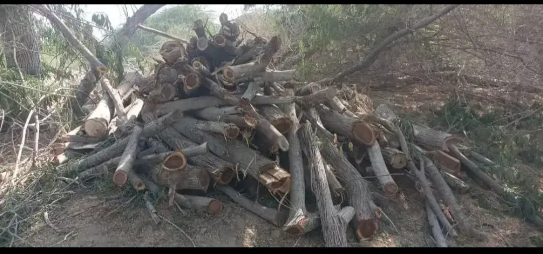 خریدار چوب قطع و هرس درخت|خدمات باغبانی و درختکاری|بندرعباس, |دیوار