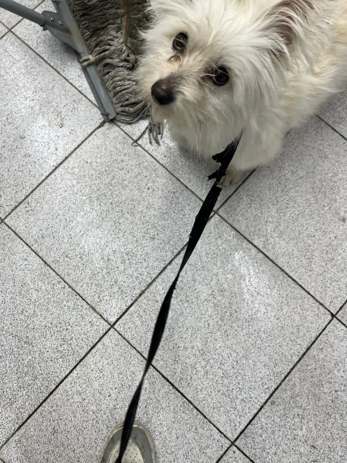 سگ شیتزو|سگ|سنندج, |دیوار