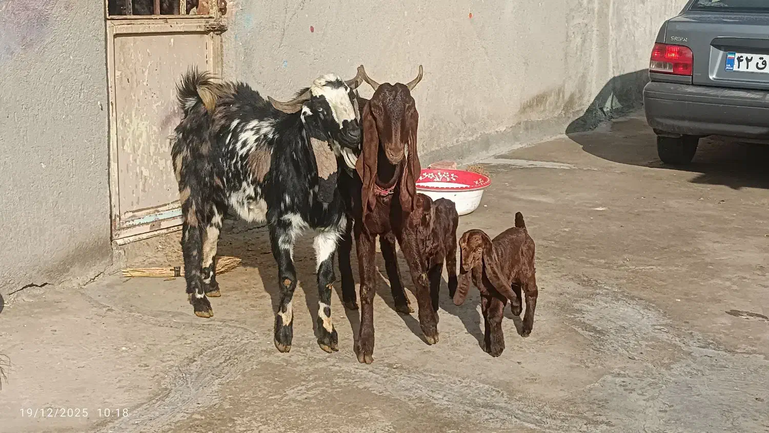 بزغاله|حیوانات مزرعه|کنگاور, |دیوار