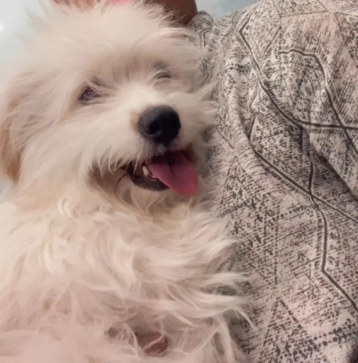 سگ مالتیز|سگ|فردوس (خراسان), |دیوار