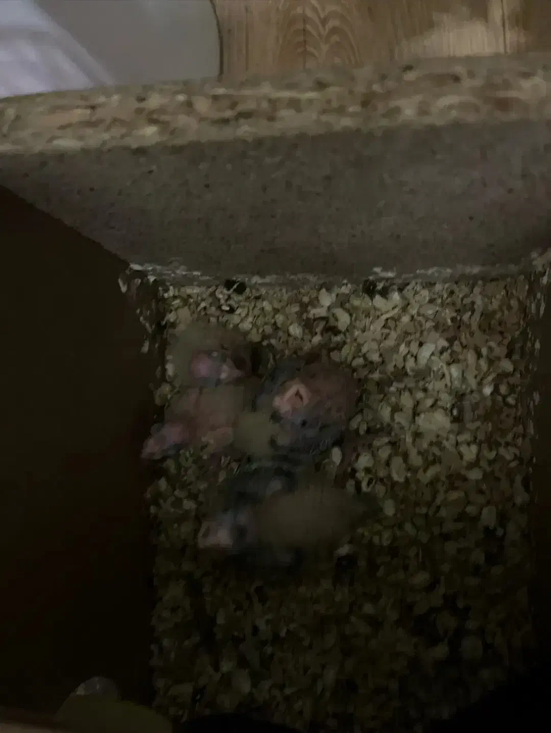 پرنده|پرنده|ایرانشهر, |دیوار